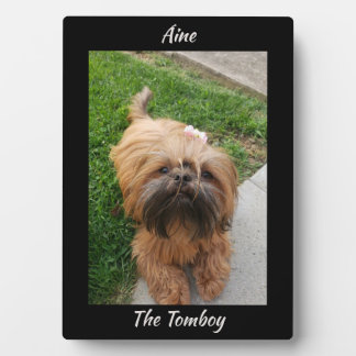 Placa Expositora Cute Brown Tomboy Yorkshire Terrier