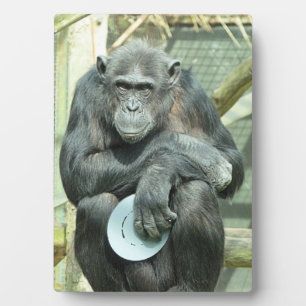 PLACA EXPOSITORA CUTE CHIMPANZEE