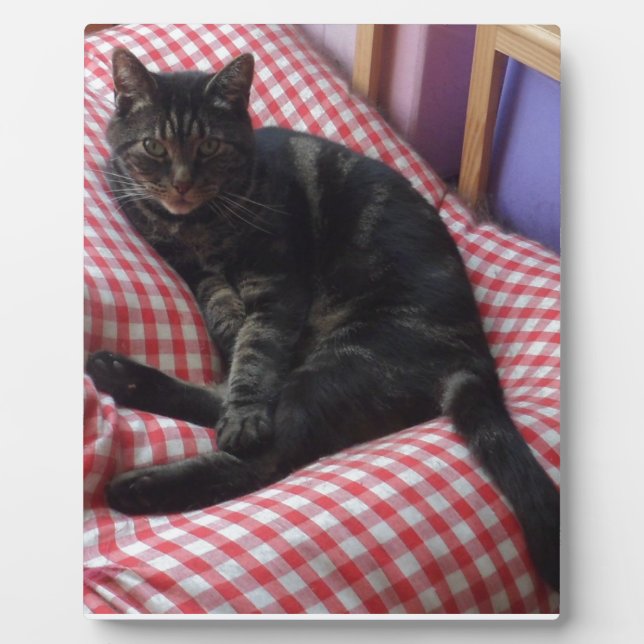 Placa Expositora Cute Dave (Frente)