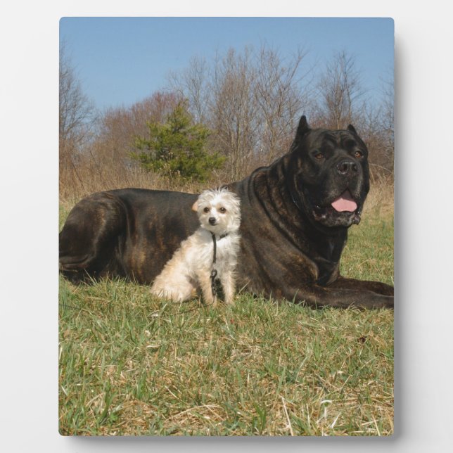 Placa Expositora Cute Dog Pareja (Frente)