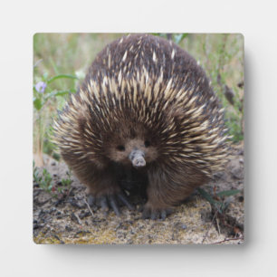 Placa Expositora Cute Echidna de Australia