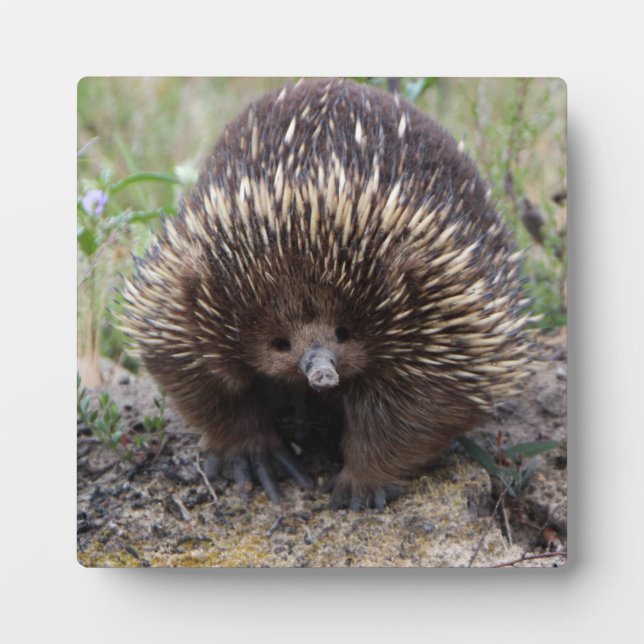 Placa Expositora Cute Echidna de Australia (Frente)