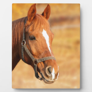 PLACA EXPOSITORA CUTE HORSE