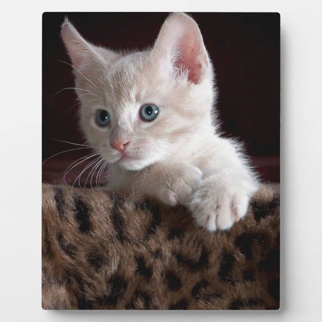Placa Expositora Cute Kitty (Frente)