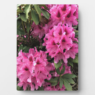 Placa Expositora Cynthia Rododendros, Oregón