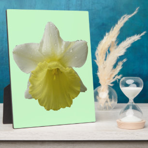 Placa Expositora Daffodil Plaque