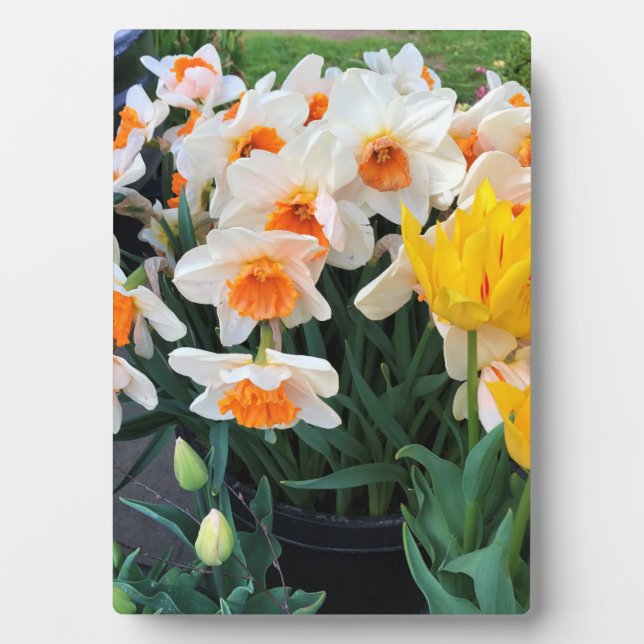 Placa Expositora Daffodils & Tulips, Oregón (Frente)
