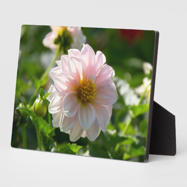 Placa Expositora Dahlia blanca en la foto del jardín (Lado)