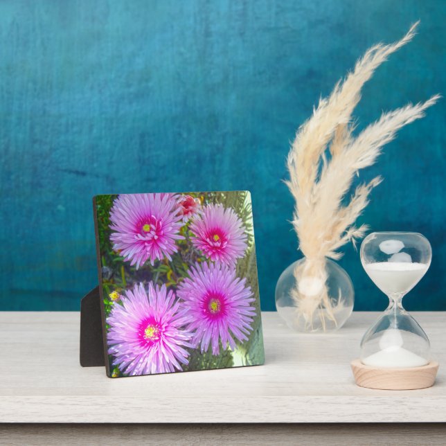 Placa Expositora Daisies rosados en flor, (in situ)