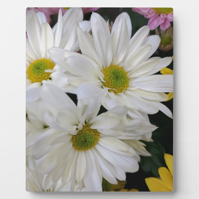 Placa Expositora Daisy (Frente)