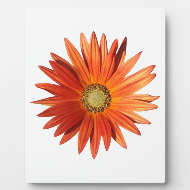 Placa Expositora Daisy africano (Frente)