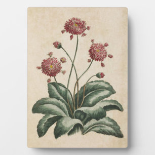 Placa Expositora Daisy Floral Botánico Vintage