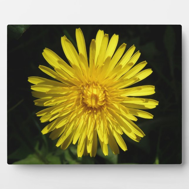 Placa Expositora Dandelion Plaque (Frente)