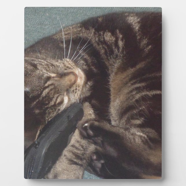 Placa Expositora Dave juguetón (Frente)