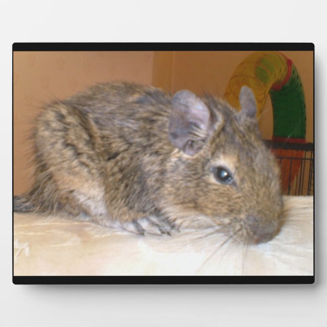 Placa Expositora Degu Relaxing Plaque (Frente)