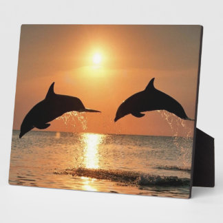 Placa Expositora Delfines por atardecer