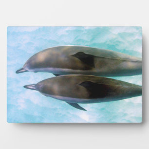 Placa Expositora Delfines Spinner   Oahu Hawaii