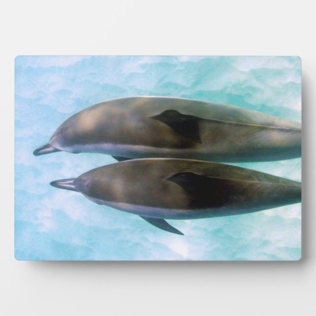 Placa Expositora Delfines Spinner | Oahu Hawaii (Frente)