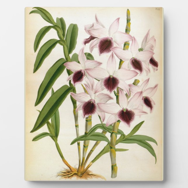 Placa Expositora Dendrobrium Ainsworth Roseum Lindenia Orquid (Frente)