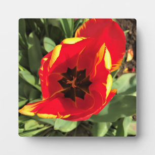 Placa Expositora Dentro de Banja Luka Tulip, Oregon