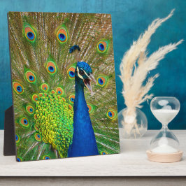 Placa Expositora Desplome perfecto de pavo real