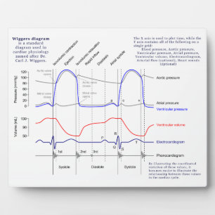 Placa Expositora Diagrama de Wiggers