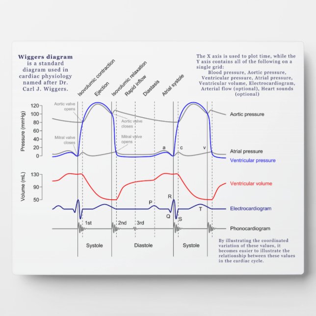 Placa Expositora Diagrama de Wiggers (Frente)