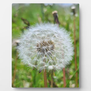 Placa Expositora Diente de León Perfecto – Fotografía Macro Botánic