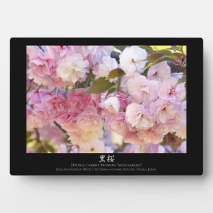 Placa Expositora Doble Flor de Cerezo: Sato-zakura