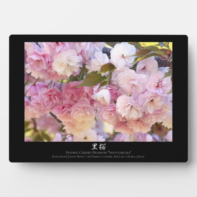 Placa Expositora Doble Flor de Cerezo: Sato-zakura (Frente)