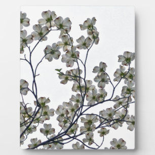 Placa Expositora Dogwood florida blanca