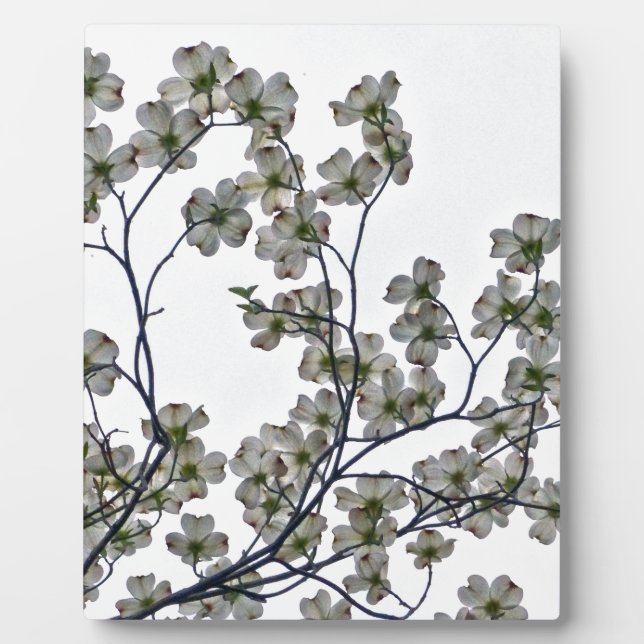 Placa Expositora Dogwood florida blanca (Frente)