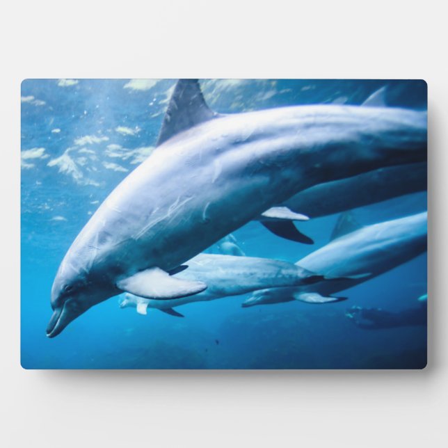 Placa Expositora Dolphins Underwater (Frente)
