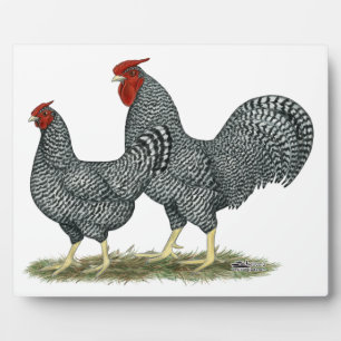 Placa Expositora Dominique Chickens