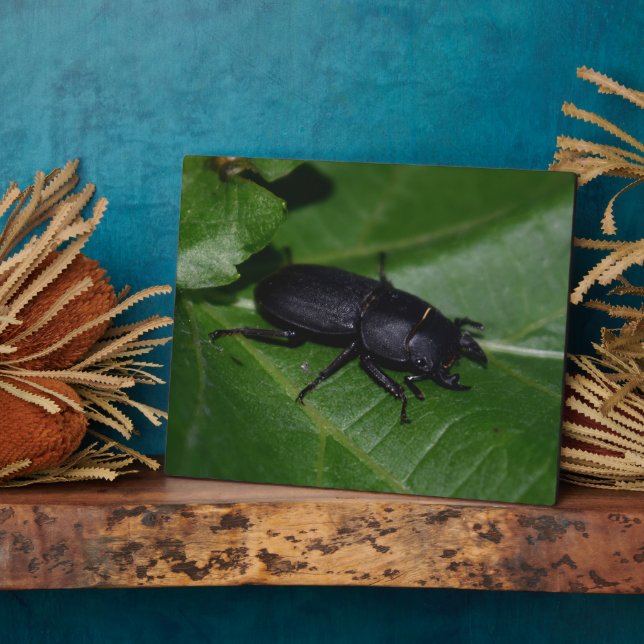 Placa Expositora Dorcus parallelipipedus , el escarabajo de menor t (Lado)