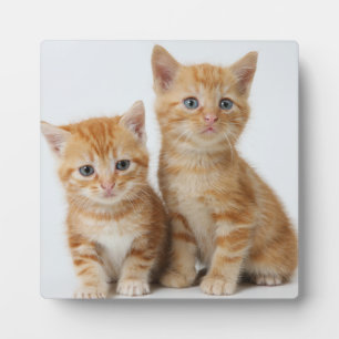 Placa Expositora Dos gatitos adorables