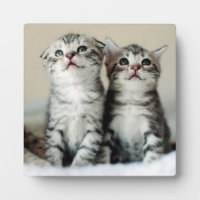 Dos gatitos banales