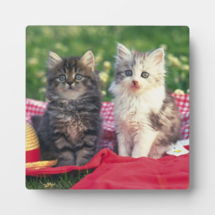 Placa Expositora Dos Gatitos Sentados En Una Cama De Colores Rojos