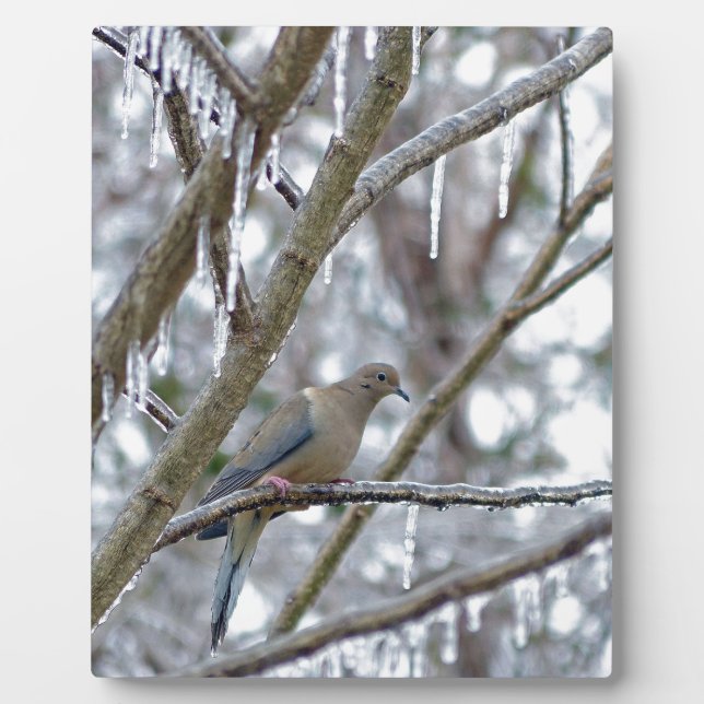 Placa Expositora Dove de duelo (Frente)