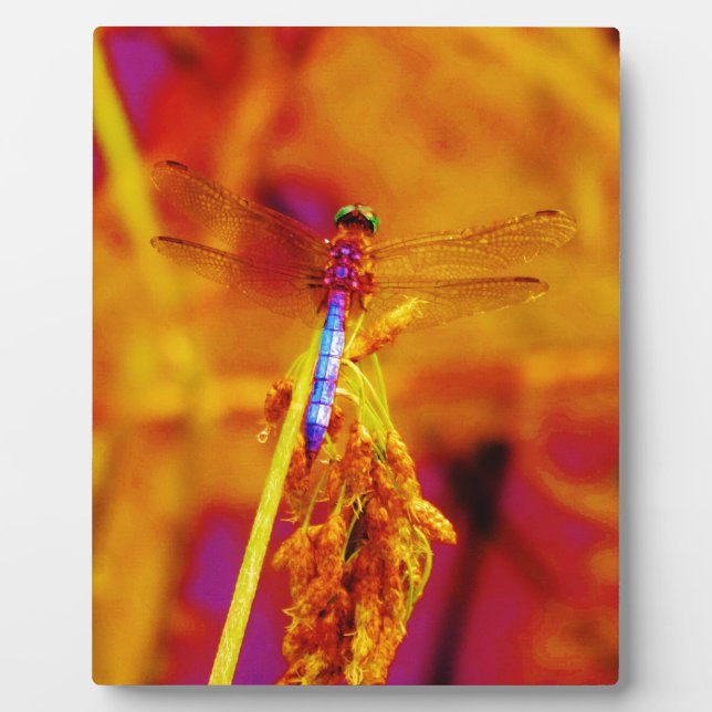 Placa Expositora Dragonfly arcoiris sobre ámbar y fuschia (Frente)