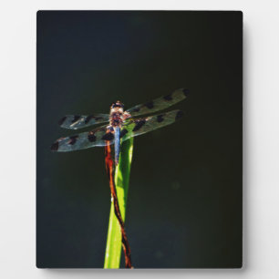 Placa Expositora Dragonfly azul y negro sobre hierba verde y roja