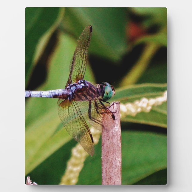 Placa Expositora Dragonfly con flores blancas (Frente)