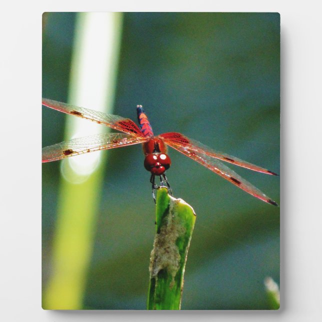 Placa Expositora Dragonfly Frontal Rojo y Negro (Frente)