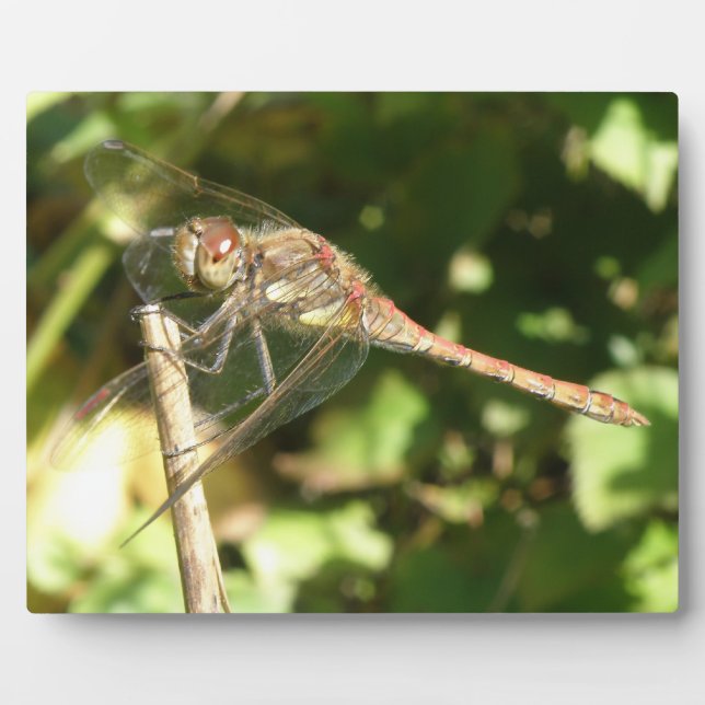 Placa Expositora Dragonfly on the Twig Plaque (Frente)