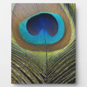 Placa Expositora Dramatic Peacock Feather