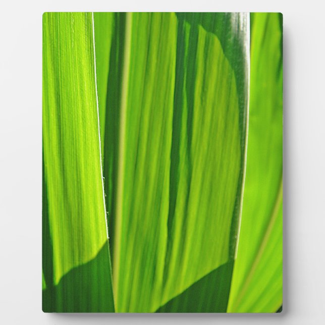 Placa Expositora Drei grüne Maisblätter (Frente)