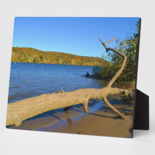 Placa Expositora Driftwood Plaque