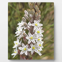 Drimia Maritima O Island Onion Art