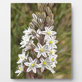 Placa Expositora Drimia Maritima O Island Onion Art