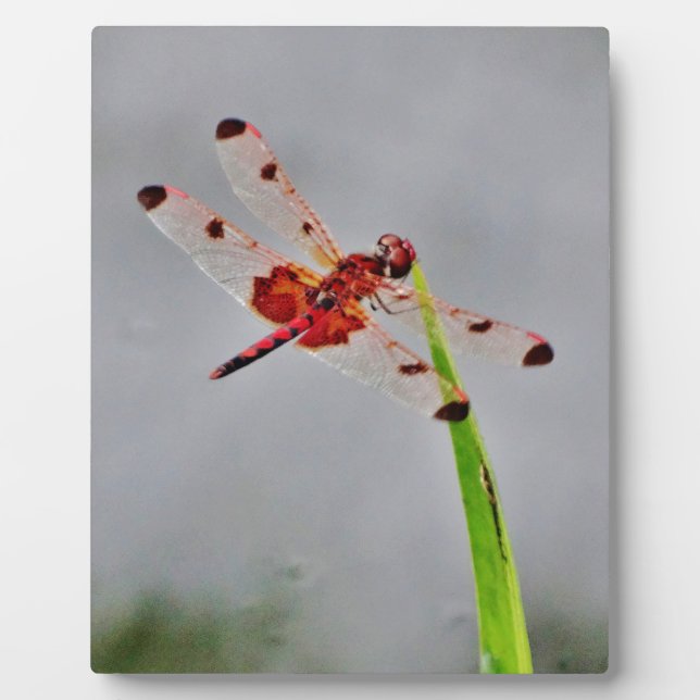 PLACA EXPOSITORA DSC00029.JPG (Frente)